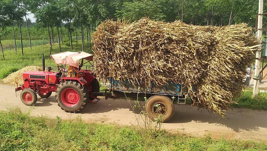 ರೈತನೋರ್ವ ನೆರೆಯ ಪ್ರದೇಶಗಳಿಂದ ಕೊಂಡು ತರುತ್ತಿರುವ ಮುಸುಕಿನ ಜೋಳದ ಮೇವು