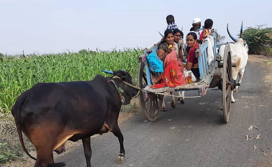 ಕಲಬುರಗಿ ತಾಲ್ಲೂಕಿನ ಮೇಳಕುಂದ ಬಿ. ಗ್ರಾಮದ ರೈತ ಕುಟುಂಬವೊಂದು ಭಾನುವಾರ ಎಳ್ಳಅಮಾವಾಸ್ಯೆಗೆ ಹೊರಟ ಸಂಭ್ರಮದ ಕ್ಷಣ     ಪ್ರಜಾವಾಣಿ ಚಿತ್ರ: ರಾಮಮೂರ್ತಿ ಪಿ.