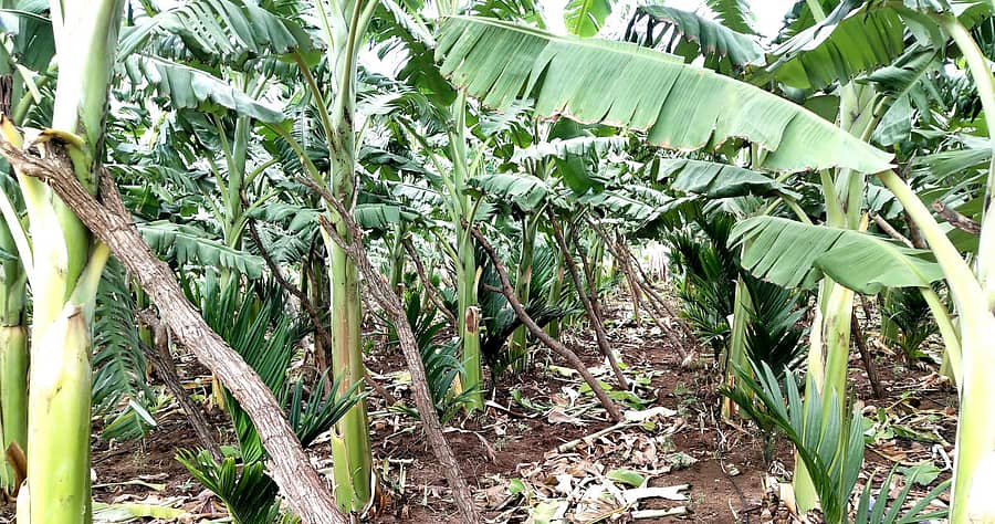 ಹೊಳಲ್ಕೆರೆ ತಾಲ್ಲೂಕಿನ ಗಂಗಸಮುದ್ರದಲ್ಲಿ ರೈತ ಕೆ. ರಂಗಸ್ವಾಮಿ ಅವರ ತೋಟದಲ್ಲಿ ಬೆಳೆದಿರುವ ಸಮೃದ್ಧ ಬಾಳೆ.