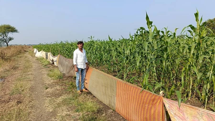 ಖಟಕಚಿಂಚೋಳಿ ಸಮೀಪದ ತರನಳ್ಳಿ ಗ್ರಾಮದ ಹೊಲದಲ್ಲಿ ಕಾಡು ಪ್ರಾಣಿಗಳಿಂದ ಬೆಳೆ ರಕ್ಷಿಸಿಕೊಳ್ಳಲು ಸೀರೆಯ ಬೇಲಿ ಅಳವಡಿಸಿರುವುದು