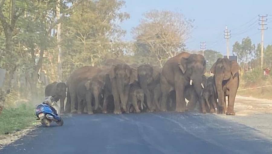 ಆನೇಕಲ್ ತಾಲ್ಲೂಕಿನ ಸೋಲೂರು ಬಳಿ ಮುಖ್ಯರಸ್ತೆಯಲ್ಲಿ ಕಂಡು ಬಂದ ಆನೆಗಳ ಹಿಂಡು