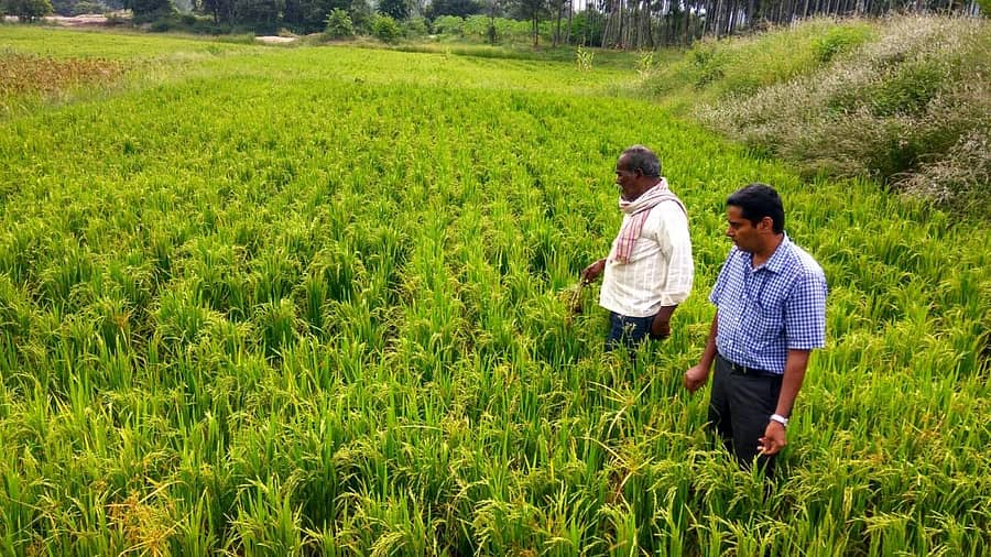 ಎಲೆರಾಂಪುರ ಗ್ರಾಮ ಪಂಚಾಯಿತಿ ಹಾಗೂ ಹಿರೇಹಳ್ಳಿ ಕೃಷಿ ವಿಜ್ಞಾನ ಕೇಂದ್ರದ ಸಹಯೋಗದಲ್ಲಿ ತಾಲ್ಲೂಕಿನ ಡಿ.ನಾಗೇನಹಳ್ಳಿಯಲ್ಲಿ ಒಣ ಬೇಸಾಯದಿಂದ ಬೆಳೆದಿರುವ ಭತ್ತ