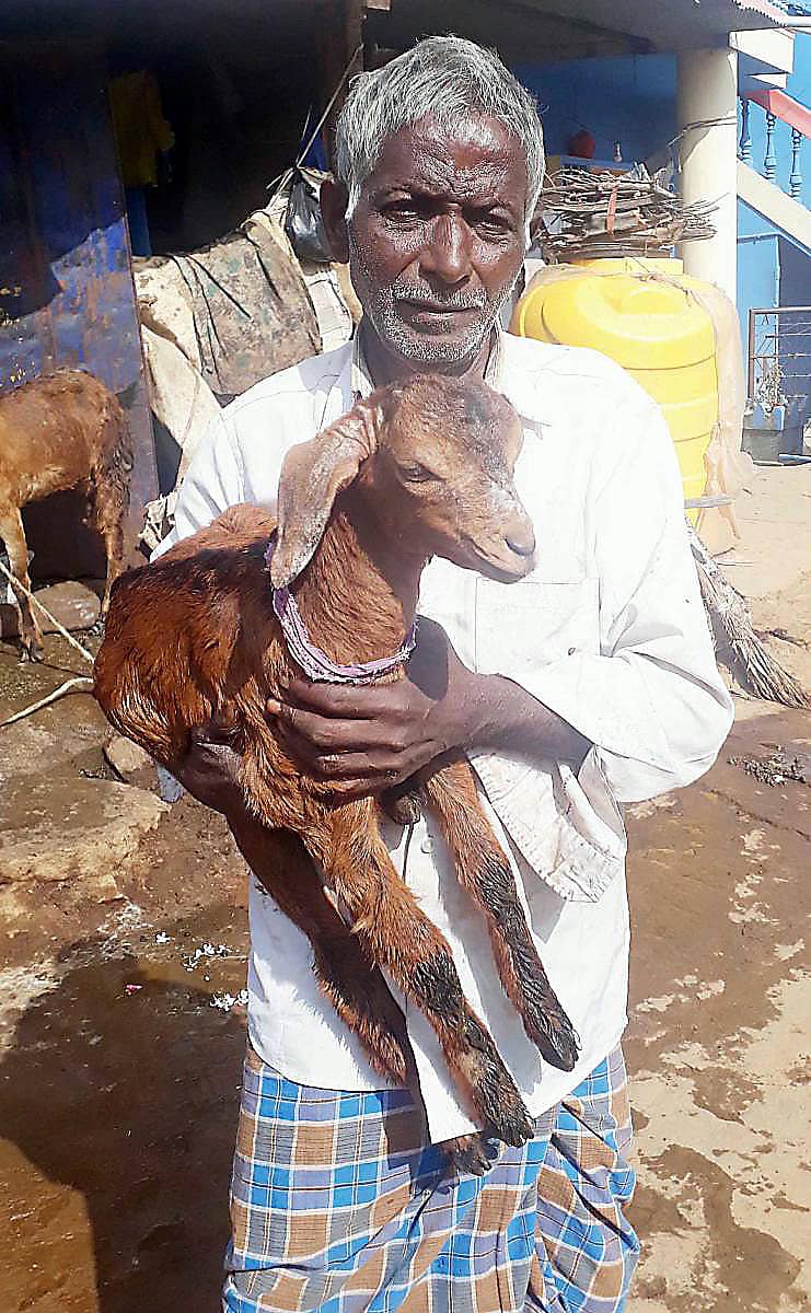 ಮೇಕೆ ಮರಿಯೊಂದಿಗೆ ಕರಿಯಪ್ಪ