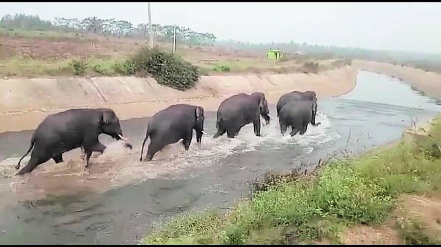 ಹುಣಸೂರು ತಾಲ್ಲೂಕಿನ ಗುರುಪುರ ಪಂಚಾಯಿತಿ ವ್ಯಾಪ್ತಿಯಲ್ಲಿ ಸೋಮವಾರ ಪಾಲಾ ನಾಲೆಯಲ್ಲಿ ನಾಗರಹೊಳೆ ಅರಣ್ಯದಿಂದ ಬಂದ ಕಾಡಾನೆಗಳು ಕಾಡಿನತ್ತ ಓಡಿದವು