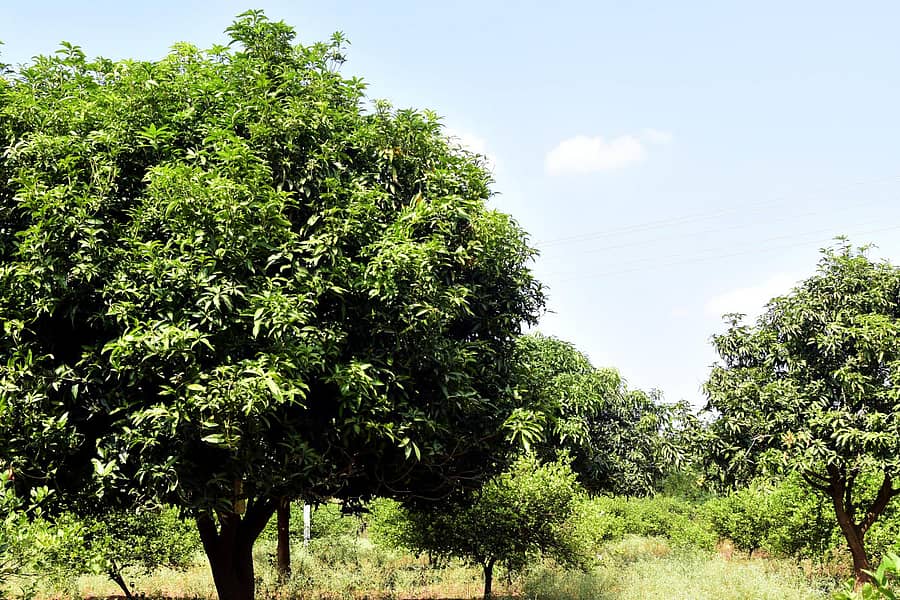 ಕೊಪ್ಪಳ ತಾಲ್ಲೂಕಿನ ಕಾಮನೂರಿನ ರೈತರೊಬ್ಬರ ಜಮೀನಿನಲ್ಲಿ ಹೂವುಗಳು ಕಟ್ಟದೇ ಬರಿದಾದ ಗಿಡ ಪ್ರಜಾವಾಣಿ ಚಿತ್ರ