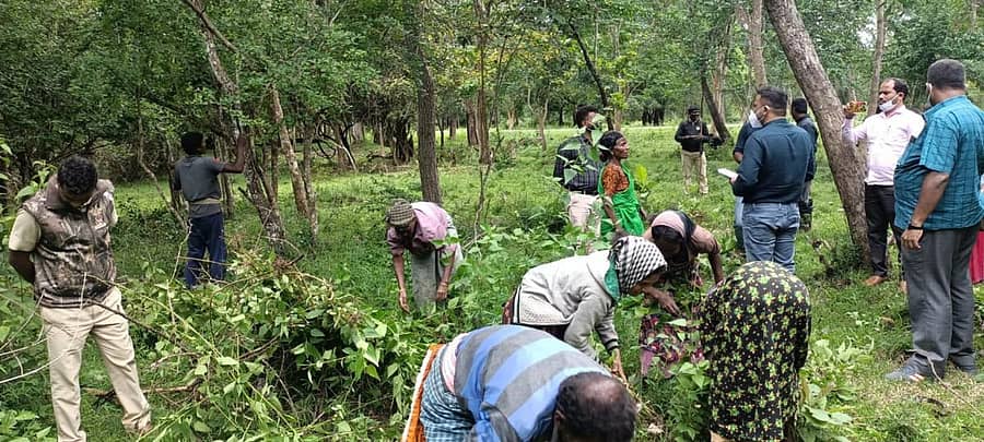 ನಾಗರಹೊಳೆಯ ಹುಲಿ ಸಂರಕ್ಷಿತ ಪ್ರದೇಶದಲ್ಲಿ ಜಿಲ್ಲಾ ಪಂಚಾಯಿತಿಯು ಅರಣ್ಯ ಇಲಾಖೆ ಸಹಯೋಗದಲ್ಲಿ ನರೇಗ ಯೋಜನೆಯಡಿ ಲಂಟಾನ ತೆರವು ಕಾರ್ಯ ನಡೆಸುತ್ತಿರುವುದು