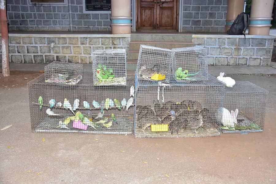 ಕಲಬುರಗಿಯ ಸೂಪರ್ ಮಾರ್ಕೆಟ್ನಲ್ಲಿ ವಶಪಡಿಸಿಕೊಳ್ಳಲಾದ ವಿವಿಧ ಬಗೆಯ ಹಕ್ಕಿಗಳು