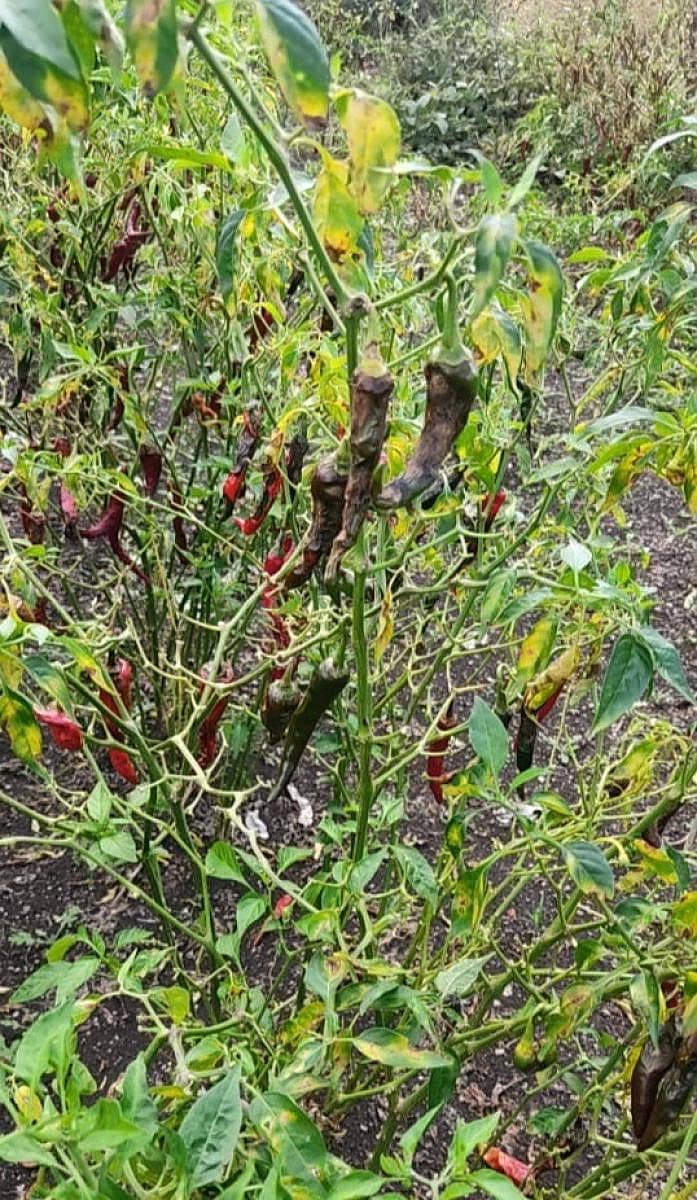 ಕುಂದಗೋಳ ಭಾಗದಲ್ಲಿ ವೈರಸ್‌ ಬಾಧೆಯಿಂದ ಗಿಡದಲ್ಲೇ ಹಾಳಾದ ಮೆಣಸಿನಕಾಯಿ