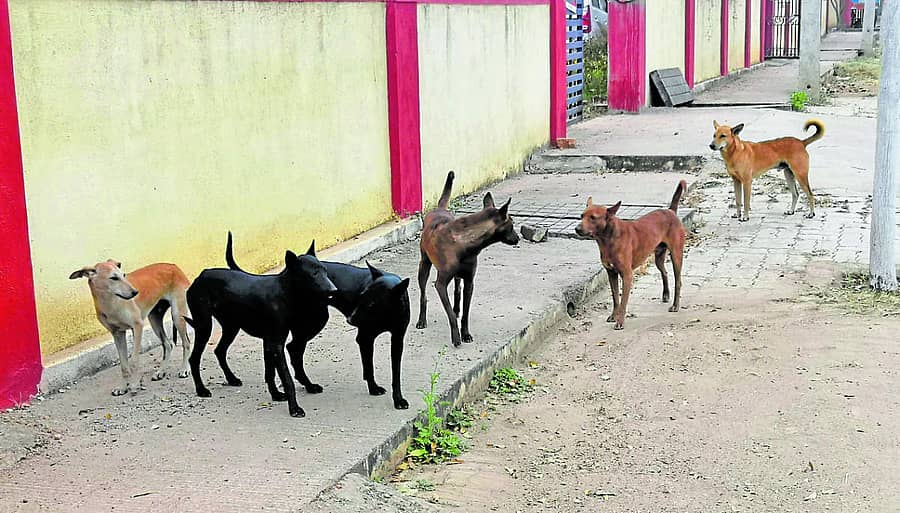 ಚಾಮರಾಜನಗರದ ನ್ಯಾಯಾಲಯದ ರಸ್ತೆಯಲ್ಲಿ ಕಂಡು ಬಂದ ಬೀದಿ ನಾಯಿಗಳ ಗುಂಪು