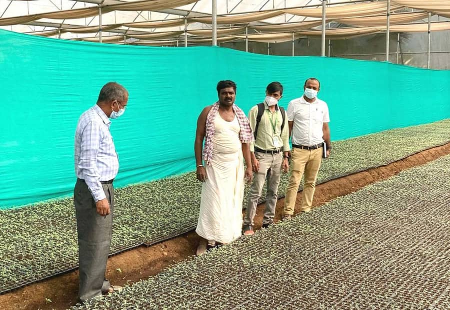  ಪರಮೇಶಪ್ಪ ಹಲಗೇರಿ ಅವರ ಗ್ರೀನ್‌ ಹೌಸ್‌ನಲ್ಲಿ ಟೊಮೆಟೊ ಬೀಜೋತ್ಪಾದನೆಯ ದೃಶ್ಯ