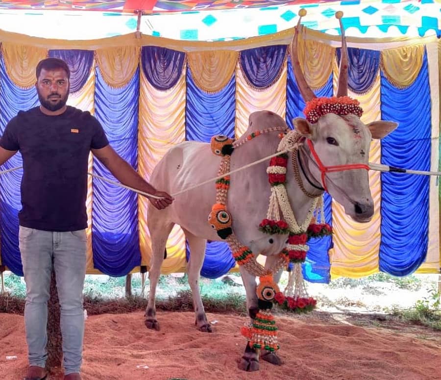 ಶ್ರೀರಂಗಪಟ್ಟಣ ತಾಲ್ಲೂಕಿನ ಪಾಲಹಳ್ಳಿ ಗ್ರಾಮದ ವಿನೋದ್ ಎಂಬುವವರ ಹಳ್ಳಿಕಾರ್ ತಳಿಯ ಎತ್ತು 