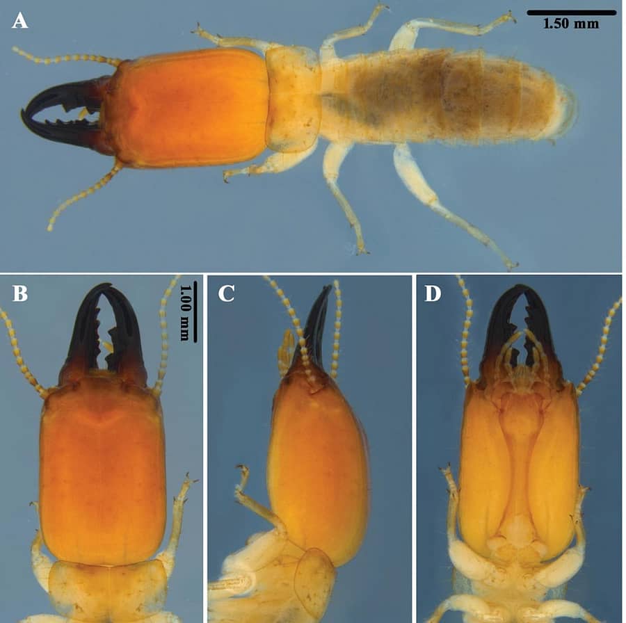 ಗೆದ್ದಲು ಕೀಟಗಳು