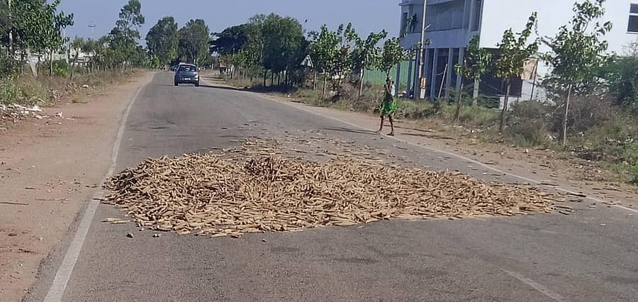 ಕುಷ್ಟಗಿ ಕೊಪ್ಪಳ ರಾಜ್ಯ ಹೆದ್ದಾರಿಯಲ್ಲಿ ಸಜ್ಜೆ ರಾಶಿ ನಡೆಸಿದ್ದು ಭಾನುವಾರ ಕಂಡುಬಂದಿತು