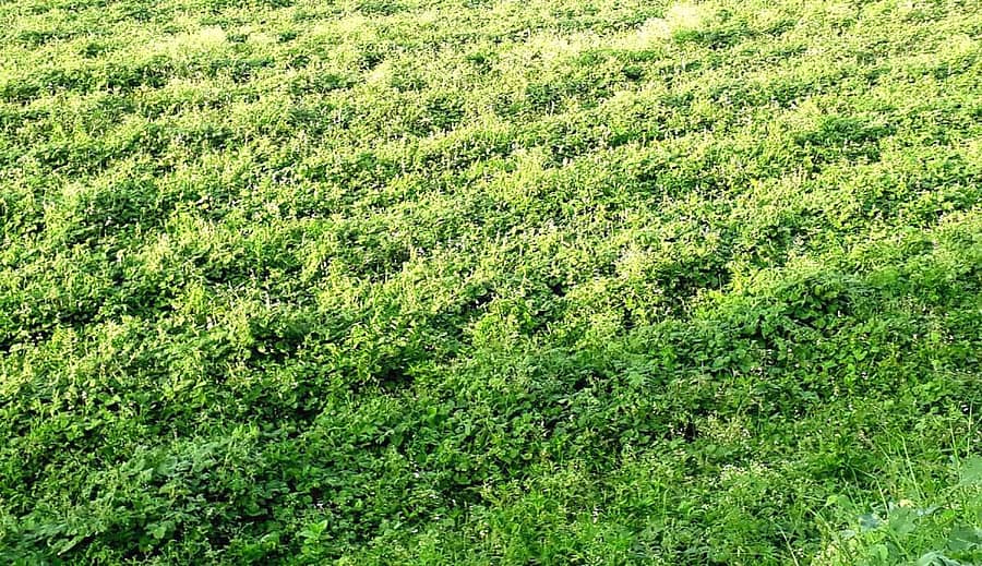 ಬಸವಾಪಟ್ಟಣ ಸಮೀಪದ ಕೋಟೆಹಾಳು ಗ್ರಾಮದಲ್ಲಿ ರೈತರು ಬೆಳೆದಿರುವ ವಿವಿಧ ಬಗೆಯ ಸೊಪ್ಪು