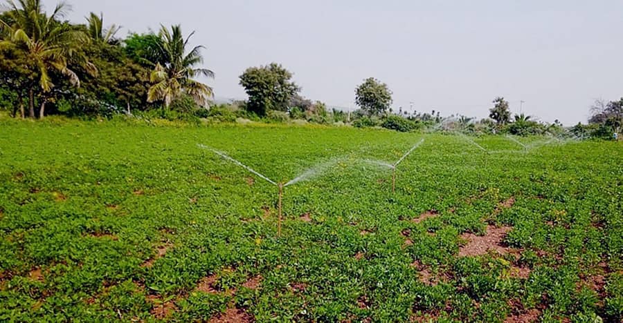 ಕುಷ್ಟಗಿ ತಾಲ್ಲೂಕು ಹಿರೇಮನ್ನಾಪುರ ಗ್ರಾಮದ ಬಳಿ ರೈತರು ಬೆಳೆದಿರುವ ಶೇಂಗಾ
