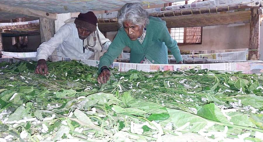ವಿಷ ಸಿಂಪಡಿಸಿದ ಹಿಪ್ಪು ನೇರಳೆ ಸೊಪ್ಪು ತಿಂದು ರೇಷ್ಮೆ ಹುಳುಗಳು ಮೃತಪಟ್ಟಿರುವುದನ್ನು ರಾಮಣ್ಣ ಮತ್ತು ಲಕ್ಷ್ಮಮ್ಮ ದಂಪತಿ ವೀಕ್ಷಿಸುತ್ತಿರುವುದು