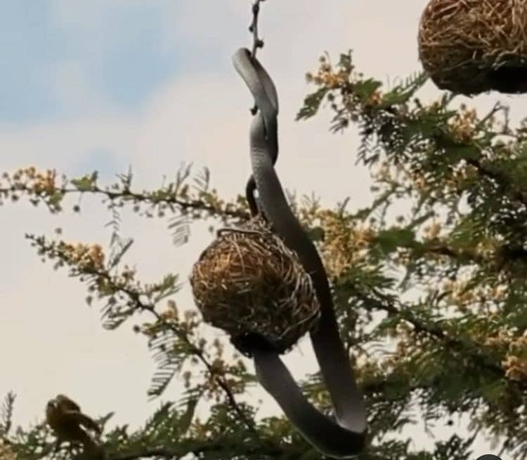 ಹಾವಿನ ವಿರುದ್ಧ ಹೋರಾಡುತ್ತಿರುವ ಹಕ್ಕಿಗಳು