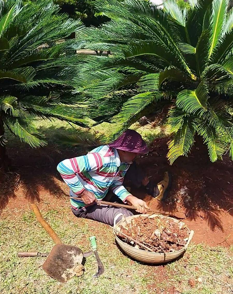 ತೀರ್ಥಹಳ್ಳಿ ತುಂಗಾ ಕಾಲೇಜು ಪರಿಸರದಲ್ಲಿ ಅಗತೆ ಮಾಡುತ್ತಿರುವ ಪ್ರಾಧ್ಯಾಪಕ ಡಾ.ಬಿ. ಗಣಪತಿ.