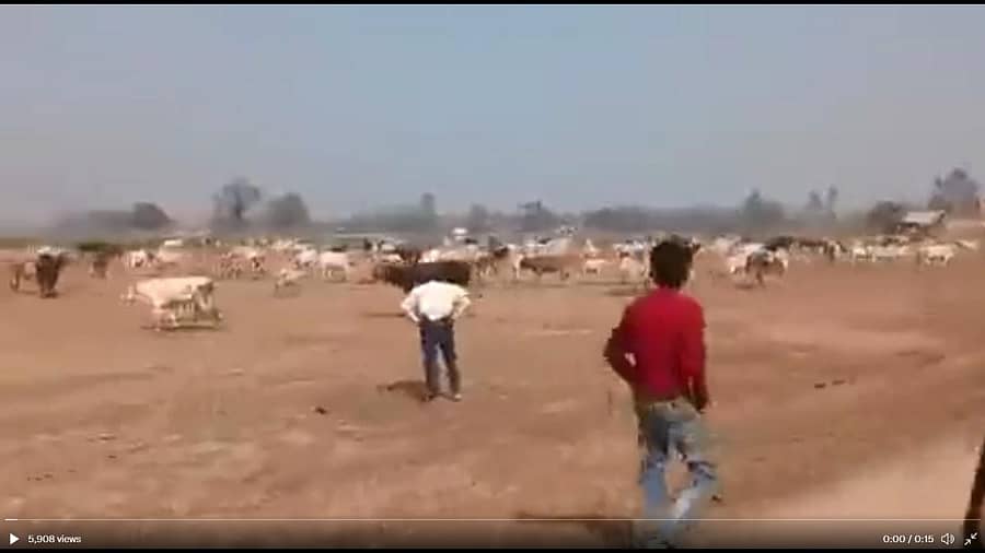 ಬೀಡಾಡಿ ದನಗಳು