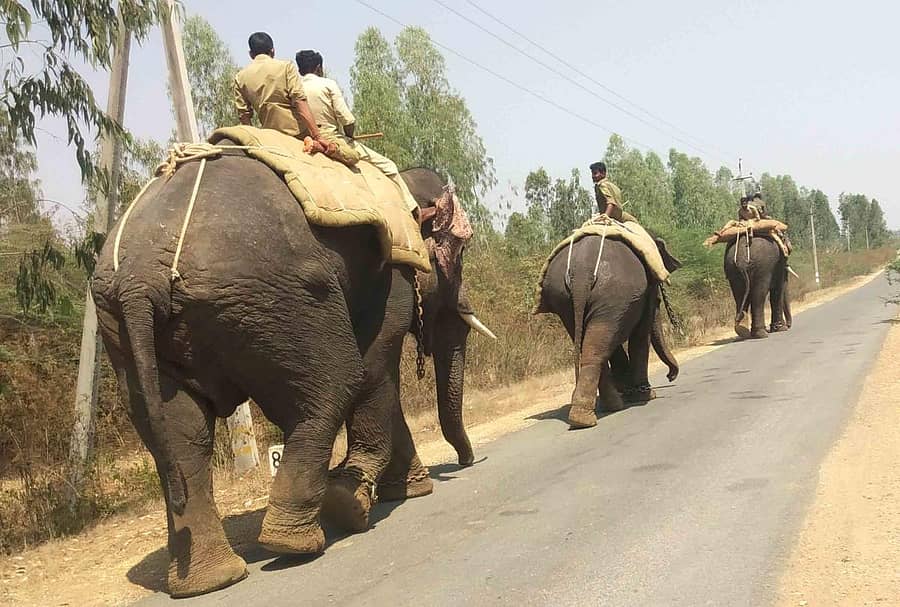ಕ್ಯಾಂಪ್ನಿಂದ ಬಸಾಪೂರ ಅರಣ್ಯದ ಕಡೆಗೆ ಹೊರಟ ಸಕ್ರೆಬೈಲು ಆನೆ ಬಿಡಾರದ ಸಾಕಾನೆಗಳು