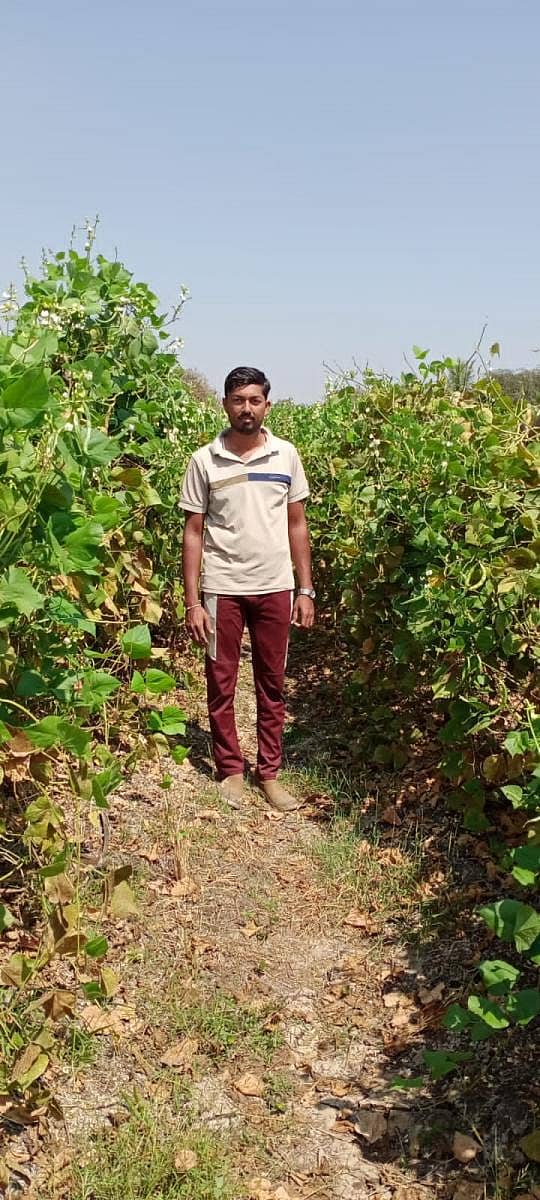 ಖಟಕಚಿಂಚೋಳಿ ಸಮೀಪದ ಸಿಂದಬಂದಗಿ ಗ್ರಾಮದ ರೈತ ಮಲ್ಲಿಕಾರ್ಜುನ ಅವರೆ ಬೆಳೆಯ ಜಮೀನಿನಲ್ಲಿ ನಿಂತಿರುವುದು