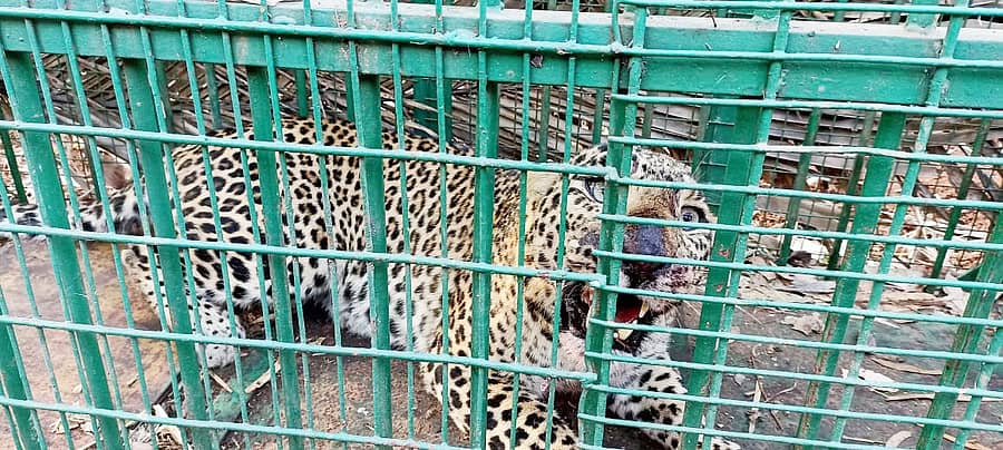 ಬೋನಿಗೆ ಬಿದ್ದಿರುವ ಚಿರತೆ