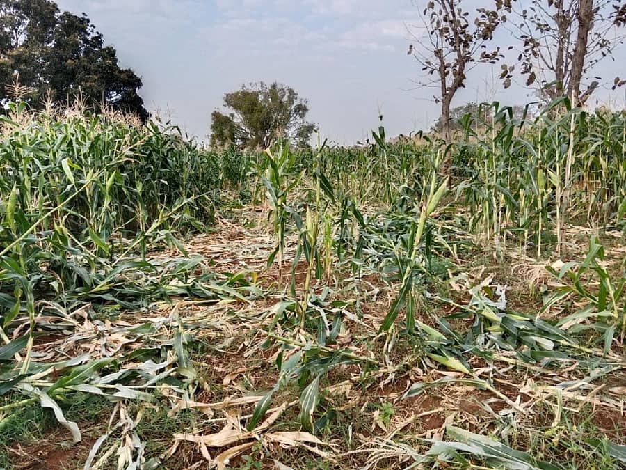 ಮುಂಡಗೋಡ ತಾಲ್ಲೂಕಿನ ಚಿಗಳ್ಳಿ ಜಲಾಶಯದ ಕೆಳಭಾಗದ ಗದ್ದೆಗಳಲ್ಲಿ ಕಾಡಾನೆಗಳು ಇದೇ ಮೊದಲ ಬಾರಿಗೆ ದಾಳಿ ಮಾಡಿ ಬೆಳೆ ಹಾನಿ ಮಾಡಿರುವುದು