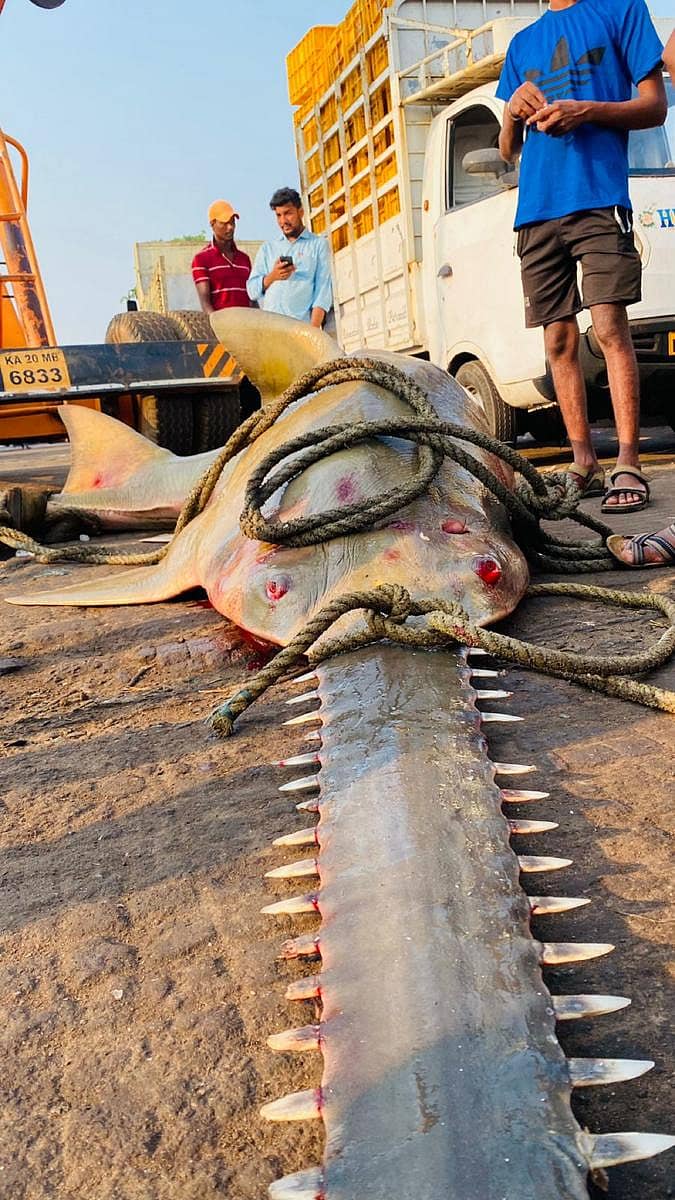 ಮಲ್ಪೆ ಸಮುದ್ರದಲ್ಲಿ ಬಲೆಗೆ ಬಿದ್ದ ಅಪರೂಪದ ಅಳಿವಿನಂಚಿನಲ್ಲಿರುವ ಗರಗಸ ಮೀನು