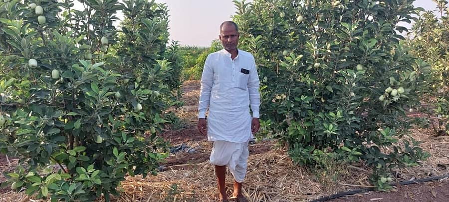 ವಿಜಯಪುರ ಜಿಲ್ಲೆ ಕೊಲ್ಹಾರದಲ್ಲಿ ತಮ್ಮ ಸೇಬಿನ ತೋಟದಲ್ಲಿ ಪ್ರಗತಿಪರ ರೈತ ಸಿದ್ದಪ್ಪ ಬಾಲಗೊಂಡ