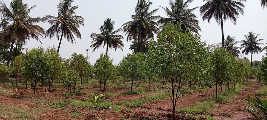 ಶಿವಮಲ್ಲಪ್ಪ ಅವರು ಬೆಳೆದಿರುವ ಶ್ರೀಗಂಧದ ಗಿಡಗಳು