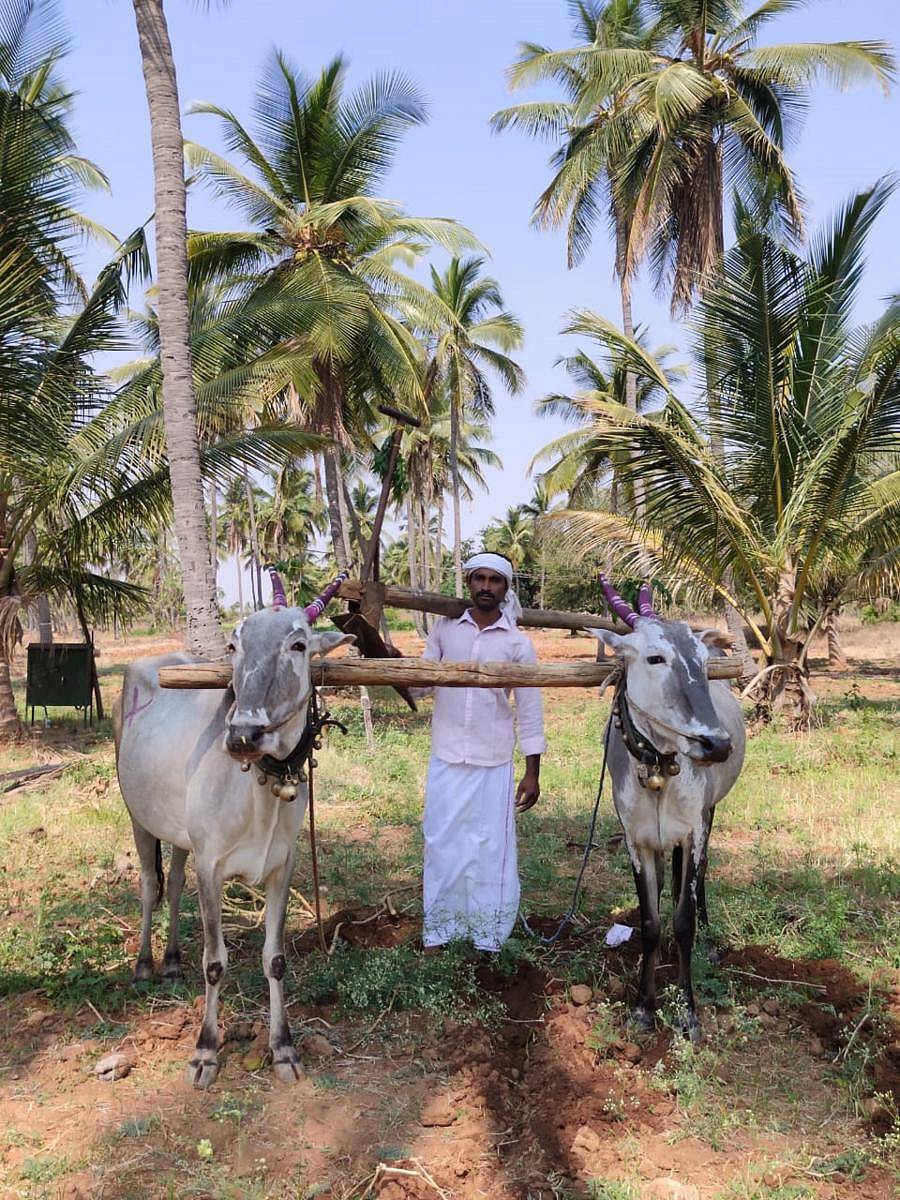 ಹೊಸದುರ್ಗದ ಕೊಂಡಾಪುರದ ರೈತರು ಹೊನ್ನಾರದಲ್ಲಿ ತೊಡಗಿರುವುದು