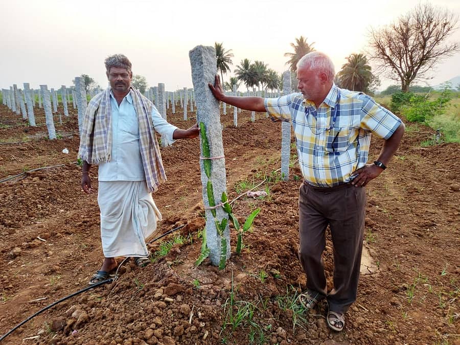 ಹರಿಹರ ತಾಲ್ಲೂಕು ಹೊಟಗೇನಹಳ್ಳಿ ರೈತ ಬೆಳೆದ ಡ್ರ್ಯಾಗನ್ ಫ್ರೂಟ್ ತೋಟದಲ್ಲಿ ಕೃಷಿ ವಿಜ್ಞಾನಿ ಡಾ.ನಾಗರಾಜ್ ಕುಸುಗೂರ್.