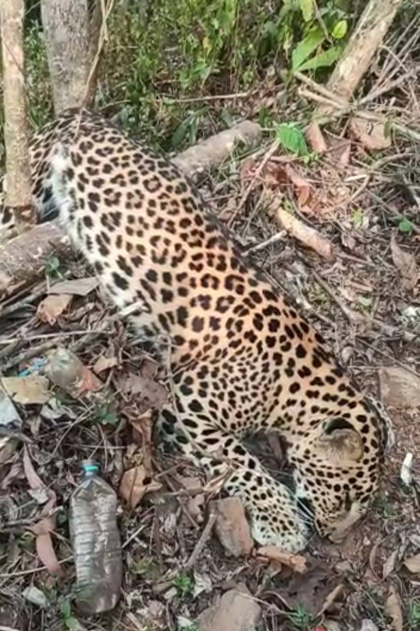 ಹೊನ್ನಾವರ: ಉರುಳಿಗೆ ಬಿದ್ದು ಚಿರತೆ ಸಾವು