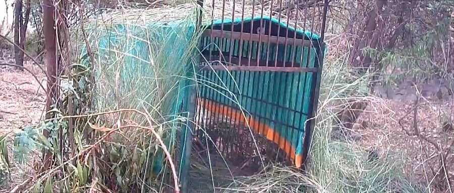 <div class="paragraphs"><p>  ಚಿರತೆ ಸೆರೆ ಹಿಡಿಯಲು ಇಡಲಾದ ಬೋನ್</p></div>