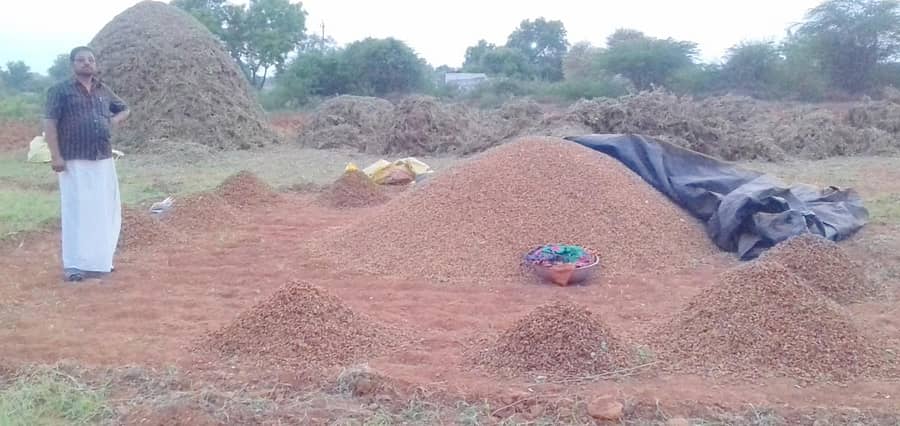 ಶಹಾಪುರ ತಾಲ್ಲೂಕಿನ ವನದುರ್ಗ ಗ್ರಾಮದಲ್ಲಿ ಶೇಂಗಾ ರಾಶಿ ಮಾಡಿರುವುದು