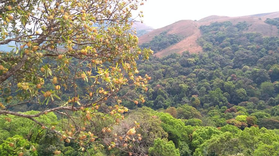 ಕೊಡಚಾದ್ರಿ (ಸಾಂದರ್ಭಿಕ ಚಿತ್ರ)