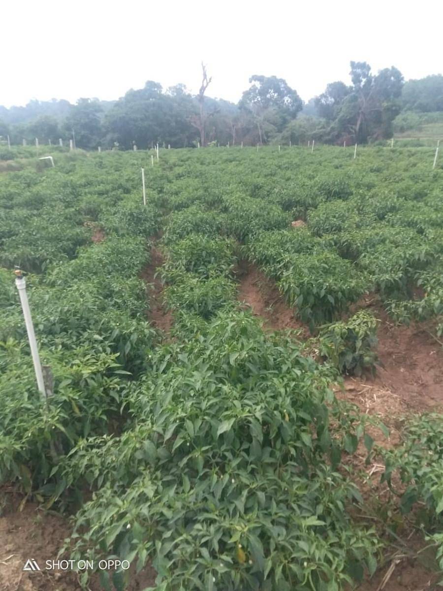 ಶನಿವಾರಸಂತೆ ಸಮೀಪದ ಕೂಜಗೇರಿ ಕೃಷಿಕ ಕೆ.ಟಿ.ಹರೀಶ್ ಬೆಳೆದ ಹಸಿಮೆಣಸಿನಕಾಯಿ