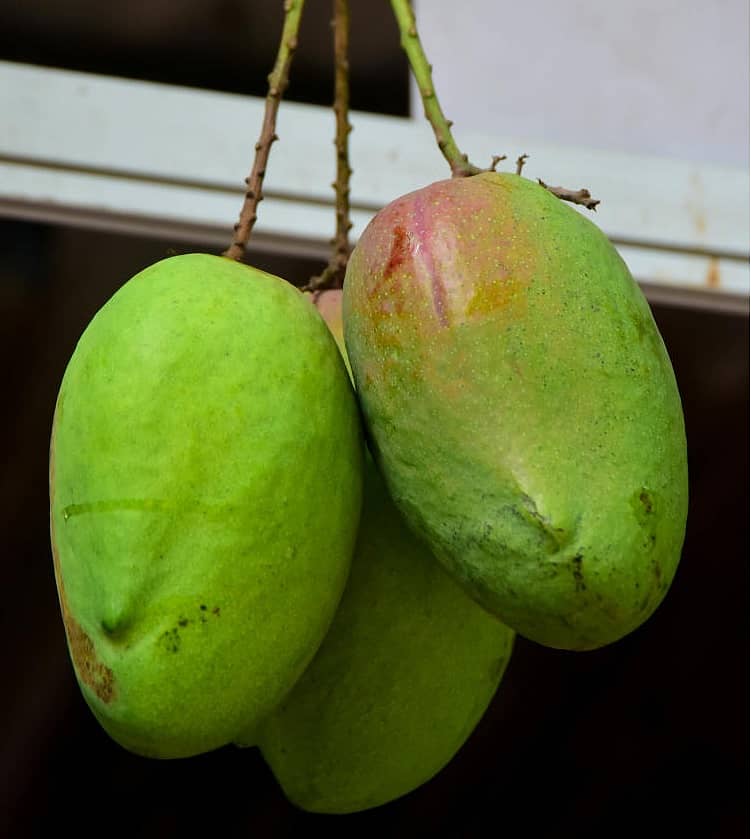 ಮಾವಿನ ಹಣ್ಣುಗಳು