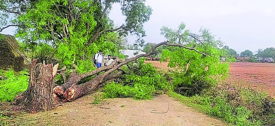 ಅಳವಂಡಿಯ ವ್ಯಾಪ್ತಿಯಲ್ಲಿ ಬಿರುಗಾಳಿ ಮಳೆಗೆ ಗಿಡ ಮರಗಳು ನೆಲಕ್ಕೆ ಉರುಳಿವೆ