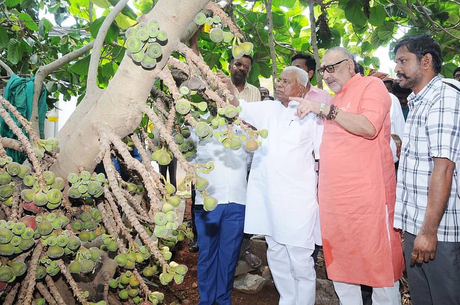 ತುಮಕೂರು ತಾಲ್ಲೂಕಿನ ಮಷಣಾಪುರದ ಪ್ರಗತಿ ಪರ ರೈತ ಎಂ.ಎಸ್‌.ಮೃತ್ಯುಂಜಯ ಅವರ ಜಮೀನಿಗೆ ಭೇಟಿ ನೀಡಿದ ಕೇಂದ್ರ ಗ್ರಾಮೀಣಾಭಿವೃದ್ಧಿ ಮತ್ತು ಪಂಚಾಯತ್ ರಾಜ್ ಸಚಿವ ಗಿರಿರಾಜ್ ಸಿಂಗ್ ಅವರು ಅಂಜೂರದ ಬಗ್ಗೆ ಮಾಹಿತಿ ಪಡೆದರು. ಸಂಸದ ಜಿ.ಎಸ್.ಬಸವರಾಜು ಇದ್ದರು