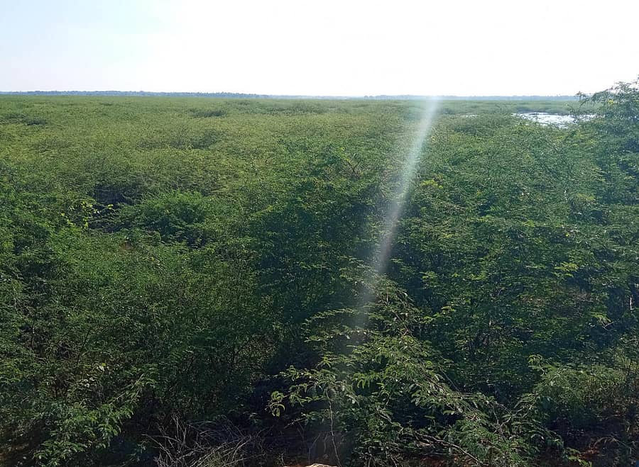 ಐತಿಹಾಸಿಕ ಧರ್ಮಪುರ ಕೆರೆ ಅಂಗಳದಲ್ಲಿ ಬಳ್ಳಾರಿ ಜಾಲಿ ಬೆಳೆದಿರುವುದು.