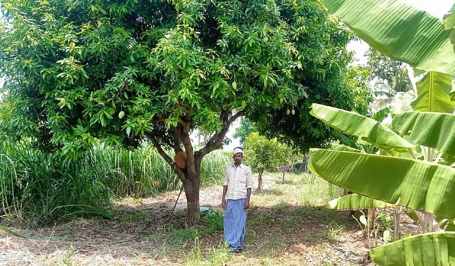 ರಟ್ಟೀಹಳ್ಳಿ ತಾಲ್ಲೂಕು ಕಡೂರ ಗ್ರಾಮದ ಜಮೀನಿನಲ್ಲಿ ಸಮಗ್ರ ಕೃಷಿ ಪದ್ಧತಿಯಿಂದ ಯಶಸ್ಸು ಗಳಿಸಿರುವ ಪ್ರಗತಿಪರ ರೈತ ರಮೇಶ ಹೊಸಮನಿ