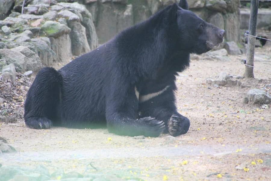ಕರಡಿ ಮೋಹನ್