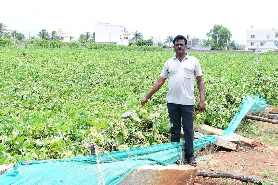 ನಾಶವಾಗಿರುವ ತೋಟದೊಂದಿಗೆ ನಂಜೇಗೌಡ