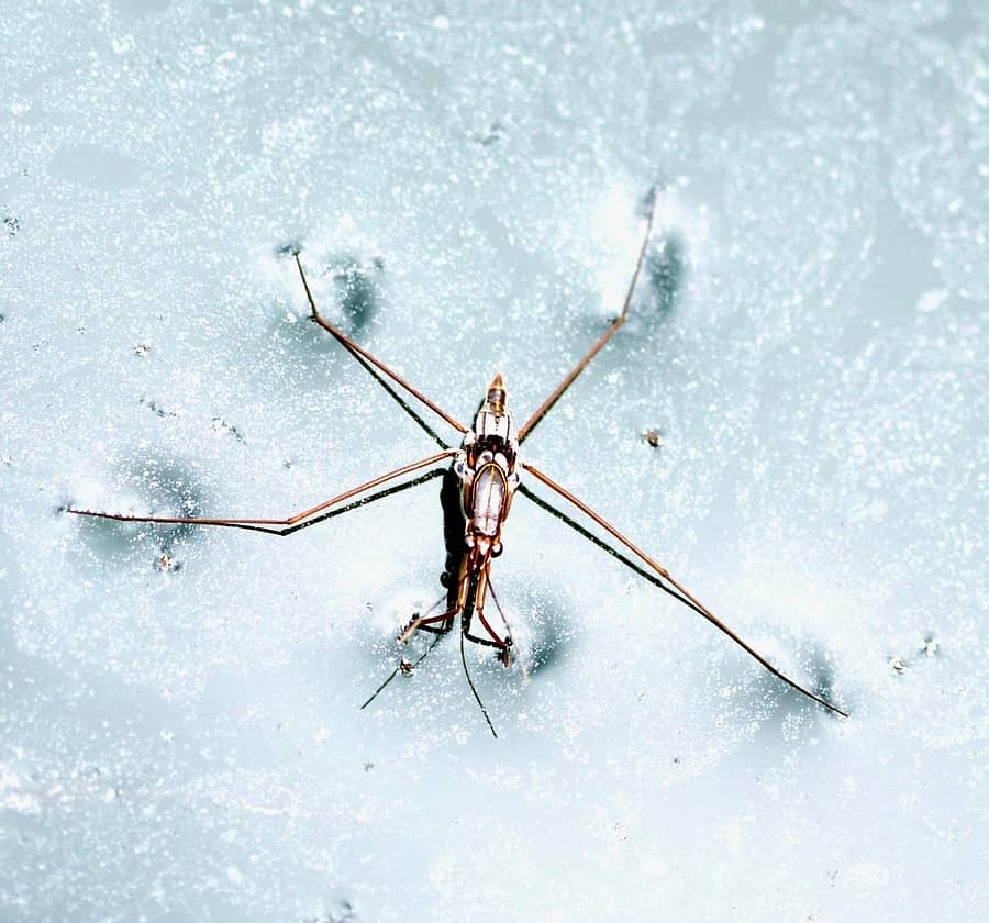 ಪಾಂಡ್ಸ್ಟ್ರೆಕ್ ಕೀಟ