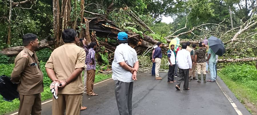 ಹೆದ್ದಾರಿಗೆ ಉರುಳಿರುವ ಮರ 