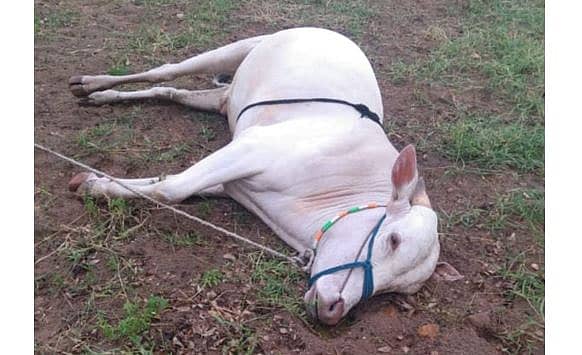 ಹೊನಗೇರಾ ಗ್ರಾಮದ ರೈತ ದಂಡಪ್ಪ ಹನುಮಂತ ಅವರ ಎತ್ತು ಮೃತಪಟ್ಟಿರುವುದು