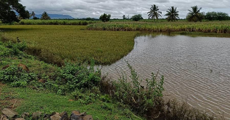 ಚಾಮರಾಜನಗರ ತಾಲ್ಲೂಕಿನ ಹೊಂಗನೂರು ಹಿರಿಕೆರೆ ಕೋಡಿ ಬಿದ್ದ ಪರಿಣಾಮ ಸಮೀಪದ ಕೃಷಿ ಜಮೀನು ಜಲಾವೃತವಾಗಿದೆ
