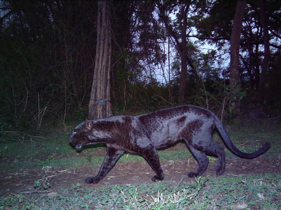 ಬಿಳಿಗಿರಿರಂಗನಬೆಟ್ಟದ ಅರಣ್ಯದಲ್ಲಿ ಇತ್ತೀಚೆಗೆ ಕ್ಯಾಮೆರಾ ಟ್ರ್ಯಾಪ್ನಲ್ಲಿ ಕಂಡು ಬಂದ ಕಪ್ಪು ಚಿರತೆ