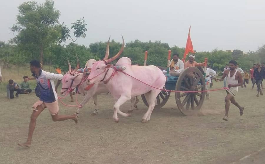 ಮೂಡಲಗಿಯ ಶಿವಬೋಧರಂಗ ಜಾತ್ರೆಯಲ್ಲಿ ನಡೆದ ರೋಮಾಂಚನಕಾರಿ ಜೋಡೆತ್ತುಗಳ ತೆರೆಬಂಡಿ ಶರ್ಯತ್ತು